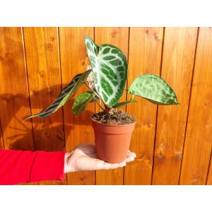 Antúrium (Anthurium) 'SILVER BLUSH'- výška 15-20 cm, kont. C1L